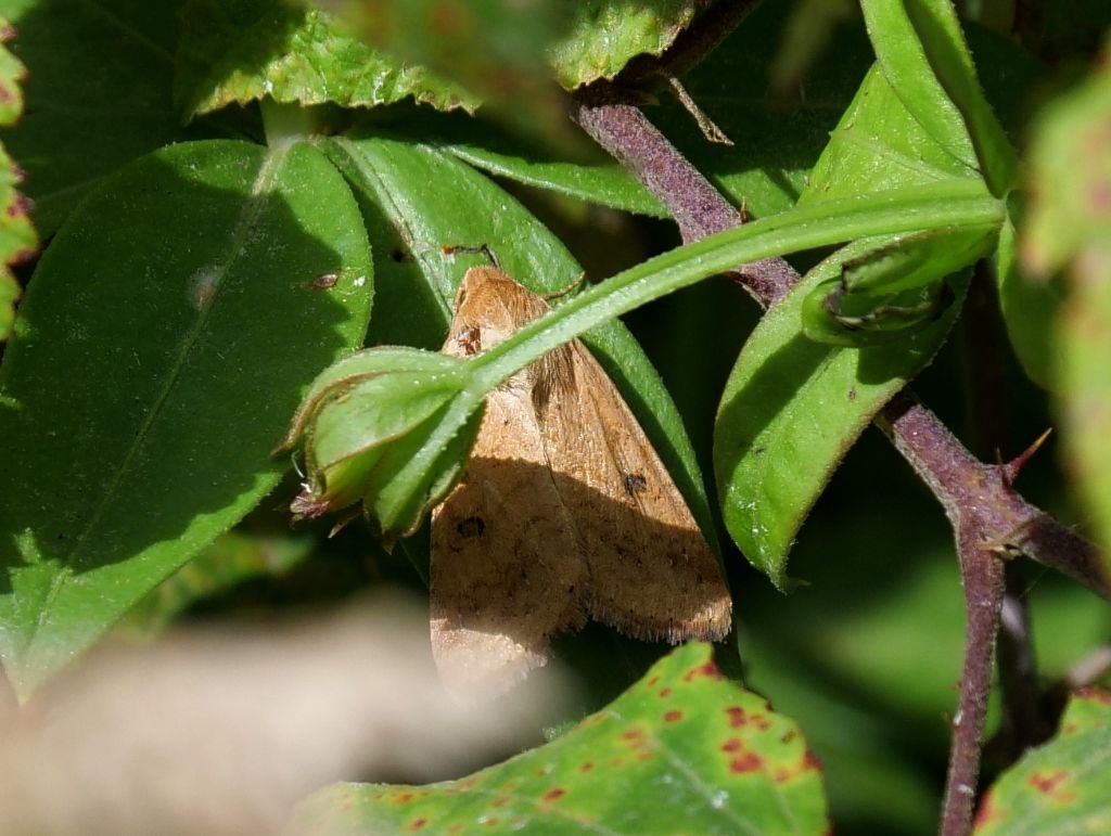 Falena da identificare